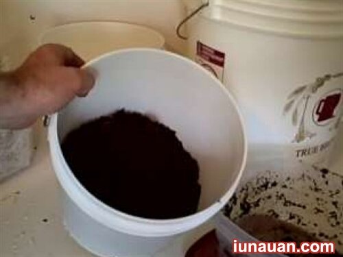 Ảnh minh họa 4 - Hướng dẫn cách trồng nấm kim châm tại nhà thành công ngay từ lần đầu !