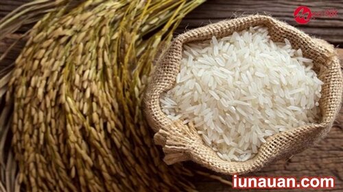 Ảnh minh họa 1 - Mẹo bảo quản gạo không bị mối mọt dùng quanh năm mà không lo hỏng !