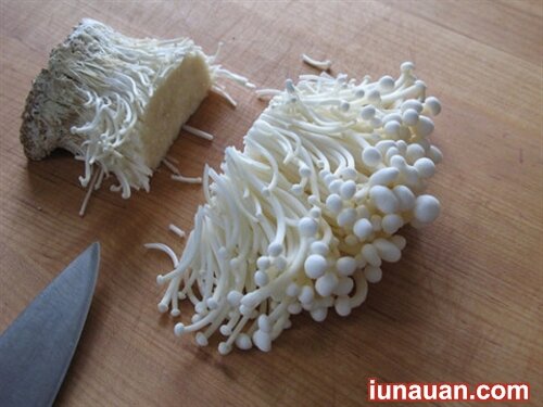 Ảnh minh họa 5 - Hướng dẫn cách trồng nấm kim châm tại nhà thành công ngay từ lần đầu !