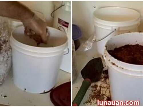 Ảnh minh họa 6 - Hướng dẫn cách trồng nấm kim châm tại nhà thành công ngay từ lần đầu !