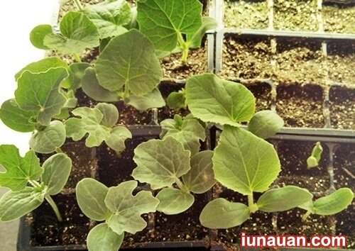Ảnh minh họa 4 - Vừa ngon vừa sạch với cách trồng cây bí xanh cho quả sai trĩu giàn !