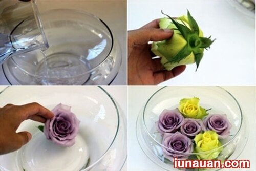 Ảnh minh họa 4 - Cách cắm hoa hồng bằng lọ và bằng bể cá vừa đơn giản vừa xinh !