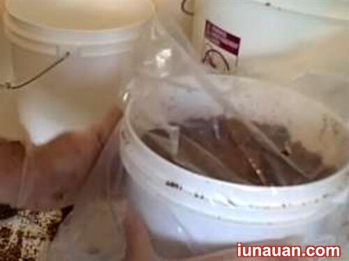 Ảnh minh họa 7 - Hướng dẫn cách trồng nấm kim châm tại nhà thành công ngay từ lần đầu !