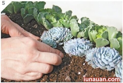 Ảnh minh họa 7 - Tự làm bàn trồng cây độc đáo cho nhà thêm xinh !