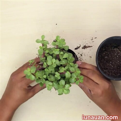 Ảnh minh họa 9 - Tận dụng chai nhựa cũ làm chậu trồng cây cực tiện ích !