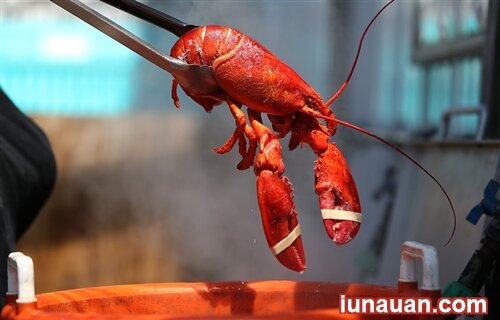Ảnh minh họa 2 - Món ăn sang chảnh nhất thế giới hãy gọi tên tôm hùm Mỹ