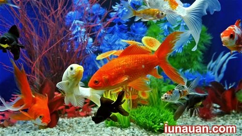 Ảnh minh họa 1 - Top 5 lợi ích không ngờ khi nuôi bể cá trong nhà