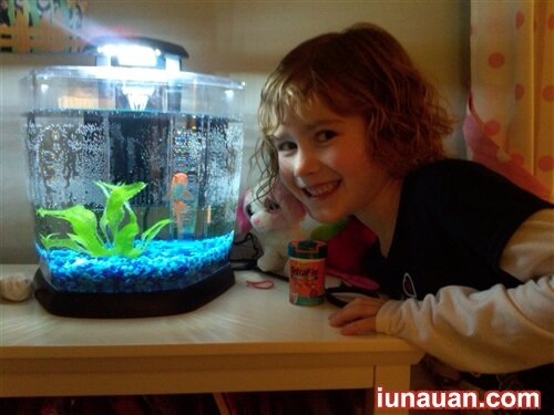 Ảnh minh họa 2 - Top 5 lợi ích không ngờ khi nuôi bể cá trong nhà