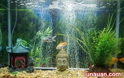 Ảnh minh họa 3 - Top 5 lợi ích không ngờ khi nuôi bể cá trong nhà