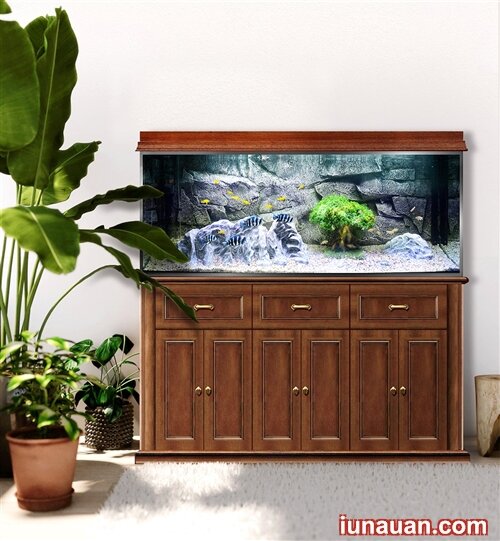 Ảnh minh họa 4 - Top 5 lợi ích không ngờ khi nuôi bể cá trong nhà