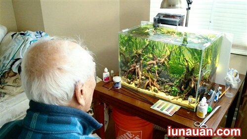 Ảnh minh họa 5 - Top 5 lợi ích không ngờ khi nuôi bể cá trong nhà