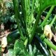 Cách trồng bí ngòi - Loại quả ngon ngọt và bổ dưỡng trong họ nhà bí !